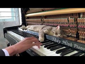 Meowzart - Rondo Alla Turca Meowssage