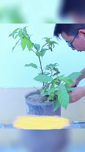 Làm cây sung mini nhanh có quả | Kiên Bonsai