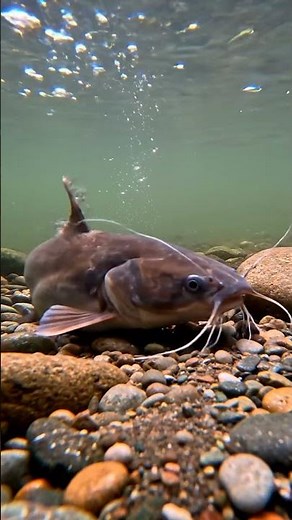 🤯 ULTIMATE Fish Bite BAIT REVEALED! 🎣 You WON'T Believe This!