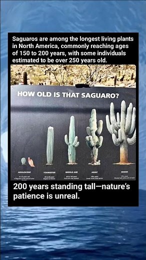 This Cactus Can Live OVER 250 Years 😳🌵 (Saguaro Facts)