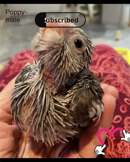 ✨ Adorable Cockatiel Bird Available for Adoption 🐦💕