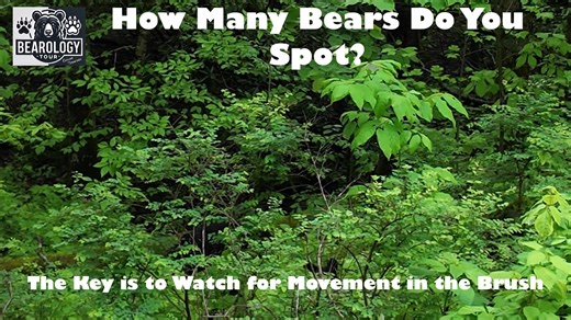 🐾 How Many Bears Can YOU Spot? 🐻🌲 We filmed this in the wild woods of the Smokies — but you’ll have to look closely! 👀 Some bears blend right into the forest, while others make a bold appearance. 🎥 Watch the video and comment below with how many black bears you see! (Hint: It’s more than you think…) #BearWatch #SmokyMountains #BlackBears #ExploreTennessee #WildlifeWednesday #CadesCove #RoaringFork #bearology #xplrtn #BearWise #roaringfork | Explore Tennessee
