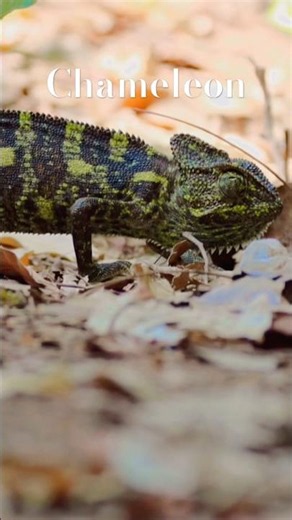 Watch This Chameleon Change Color in Real Time🦎#shorts #trending #chameleon #nature #explore #viral