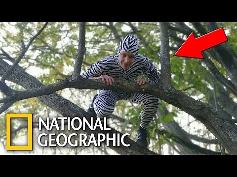 STRANGEST ANIMAL EVER - Nature Documentary with David Attenborough