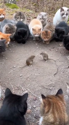 Two mice fighting on the ground while multiple cats surround them in a circle, observing silently
