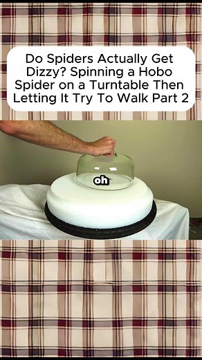 Do Spiders Get Dizzy? Hobo Spider Turntable Experiment