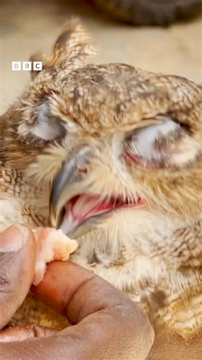 🦉 In Senegal, the owl is generally considered to be a bad omen, an "evil spirit" or a "witch". But Elhadj Mbow, a young computer scientist living in Thiès, a city 70km (43 miles) from the country's capital Dakar, has managed to put all those local cultural beliefs on hold. A passionate bird-lover, he tells us how he became friends with an owlet that he saved from being stoned by the children in his neighbourhood. | BBC News Africa