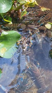 Australian red claw (Tagurolines) #gensancrayfish #southcotabatocrayfish #digoscrayfish #davaocrayfish #bukidnoncrayfish #crayfishgensan #crayfishcdo #crayfishfarmingphilippines #taguroline #Gensan | Mel's Farm