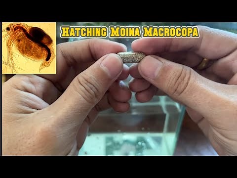 How to Hatch Moina Macrocopa