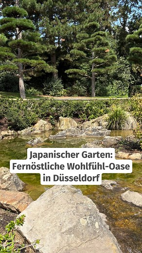 🇯🇵 Dem fernen Osten so nah 🎋 🎌 Seit 50 Jahren gibt es im Düsseldorfer Nordpark den Japanischen Garten am Rhein. Gemeinsam mit Vertretenden der japanischen Gemeinde in Düsseldorf haben Firmen aus dem Land der aufgehenden Sonne der Düsseldorfer Bevölkerung den Park im Jahr 1975 gestiftet - als Zeichen der Verbundenheit zwischen Japan und der NRW-Landeshauptstadt. 👉🏻 Seitdem gilt der Japanische Garten in Düsseldorf als beliebtes Ausflugsziel. Wie der Garten entstanden ist und was die Grünanla