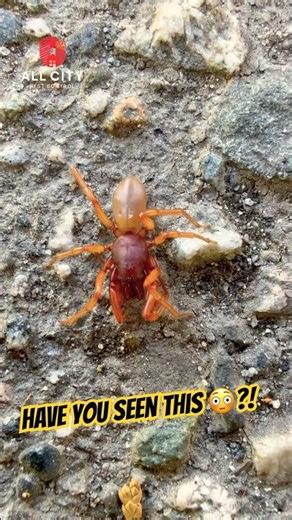 Have You Ever Seen This Spider Before?! 😳 | Vancouver