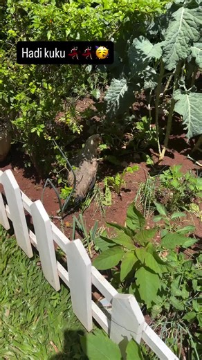 amber_ray (@amber_raybackup)’s videos with original sound - amber_ray