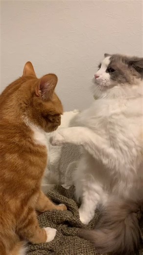 Tokki & 🐻‍❄️ on Instagram: "Not a still frame - #catsofinstagram #cats_of_instagram #catsofig #catstagram #instacat #catoftheday #gingercat #orangecat #黃貓 #橘貓 #ragdoll #布偶猫"