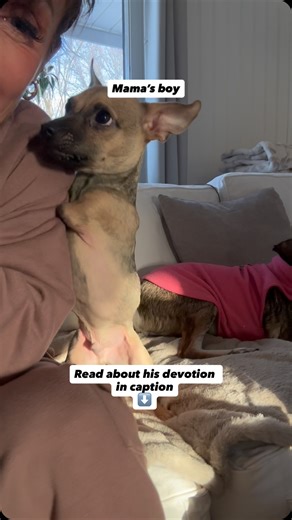 Lara Pleasence:Amira’s Mom | I’ve been feeling really rough for the last few days, and it kills me to stay in bed and try to get better, but this little dude never left... | Instagram