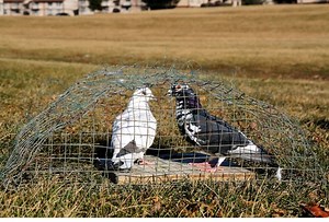 5 Best Pigeon Traps That Are Effective & Safe - NE Pigeon Supplies