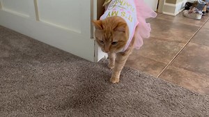 Birthday Girl 🥳 🐈 🍰 | The Cat Named Carrot