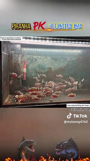 Piranhas and Electric Fish: An Observation Diary