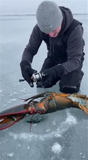 Unbelievable Lobster Catching Skills! Watch This Monster Escape