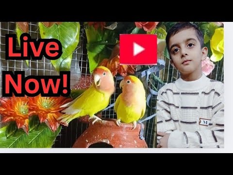 Rafy Hadi vlogs is live birds activities budgies parrot java sparrow mini sparrow finches 🦜🐧🐦😋📢🔊🌾✨️