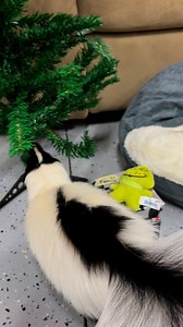 42K views · 1.5K reactions | Fern is here to celebrate! Fern came...