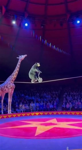 This circus act looks IMPOSSIBLE 😳🎪 A bear riding a bicycle… On a balance rope 🤯 The crowd went silent — then lost their minds. Pure circus magic at its best! #CircusWow #Unbelievable #MindBlown #ViralReels #AnimalShow #LiveCircus #WowMoments #FBReels | The DeepNature