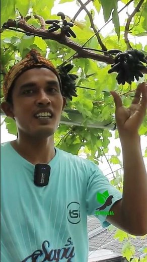 how to grow #moondrop grapes