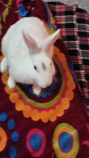 cute bunny rabbit 🐇 red ayes bunny rabbit 🐰 Happy pet 🐰🐇