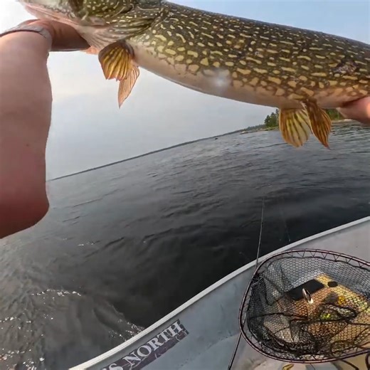 Giant 40 Northern Pike ever! | Pineland Productions