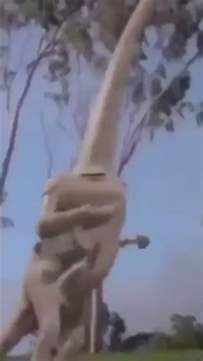 All Memes To Respective Owners#funny #memes #shorts #laugh #laughoutloud #memeshorts #fyp #fypviralシ