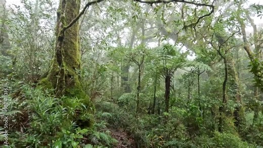 Foggy Lush Green Ancient Forest in Queensland’s Gondwana Rainforests, Lamington National Park, Australia