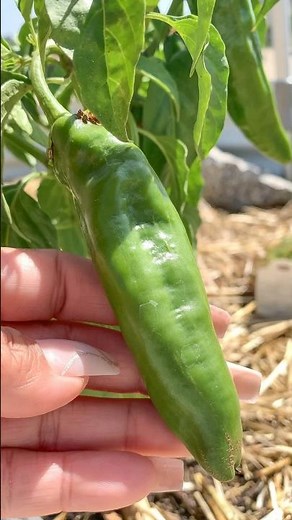 Growing Anaheim Peppers 🌶️#zone9b #gardeningtips #organicgardening #growyourownfood #homesteading