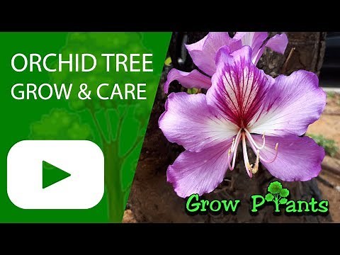 Orchid tree (Bauhinia variegata)