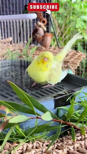 Budgie Bath Time 🐦💧 | Adorable Parakeet Enjoying a Shower