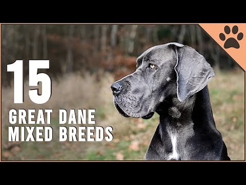 Top 15 great Dane Mix Breeds | Dog World