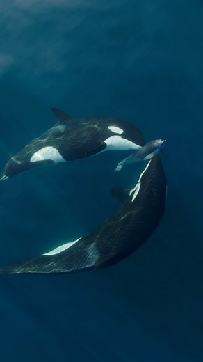 Domenic Biagini on Instagram: "A common trait found amongst apex predators is the ability to communicate and work as a team. Humans, lions, wolves, and orcas didn’t reach their apex status by going it alone. Rather, it’s the ability to coordinate and hone attack skills as a group that allowed such predators to reach a point of such lethality. In times of plenty, perhaps a solo hunter might thrive, but in times of scarcity, the lone wolf dies, but the pack remains. I love that quote from Game of 