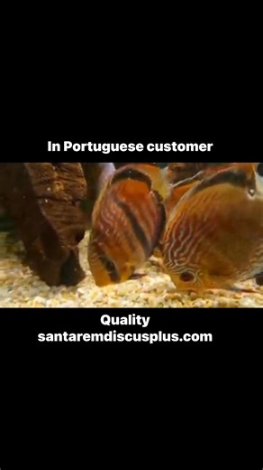 See our online store and next hours we have a special promotion for you www.santaremdiscusplus.com you can chose one by one the fish you want in your Aquarium | Santarem Discus Plus