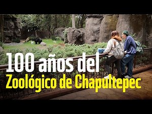 100 years of the Chapultepec Zoo, a space for species conservation and recreation
