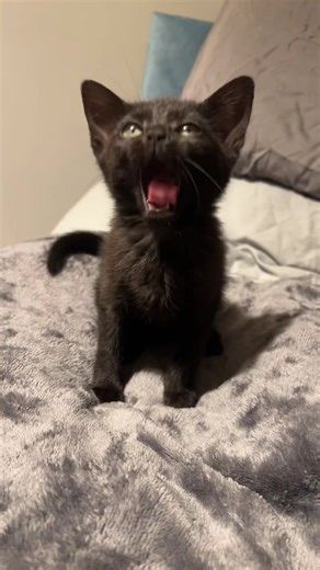 Singing gyp is back #xyzabc #gypsythecat #viral #voidcat #lipsync | cat