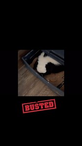 GusGus snuck into the superworm drawer aka “skunk buffet” and helped himself. #stripedskunk #animalambassador #noregrets #hewoulddoitagain | Wild West Wildlife Rehabilitation Center