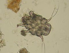 Ear mite - Alchetron, The Free Social Encyclopedia