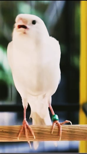 This bird is sun-bathing like a pro (bird sound)#birds #canary
