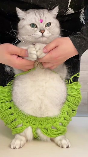 #cuteanimals #cats #cat #funnyvideos #funnycat #funnypets #dance #pet #petlover