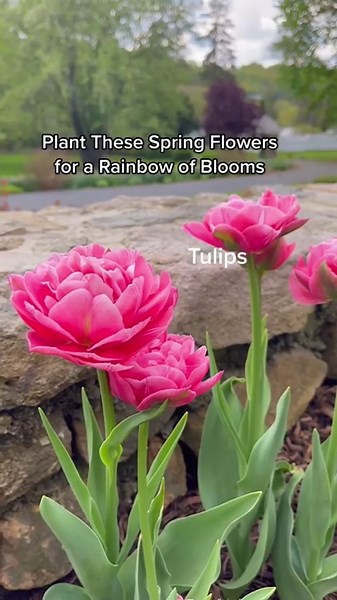 Plant These Flowering Bulbs For A Rainbow Of Blooms 🌈🌷🌼🌸