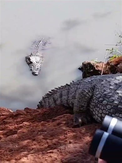 Crocodiles in Senegal @travelwithhugof #crocodile #senegal