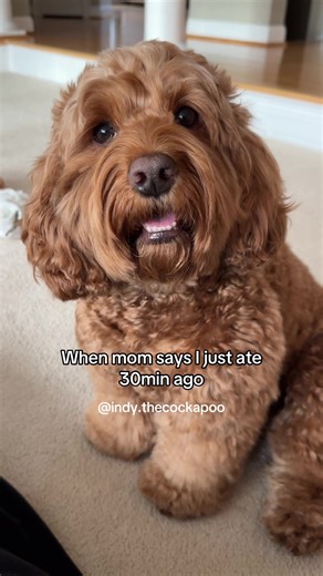 Hilarious Cockapoo Moments: The Head Tilt
