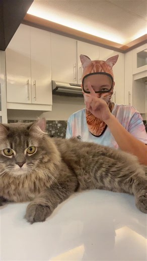 Understanding Cat Sizes: From Big to Small