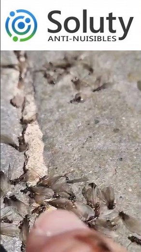 Essaim de fourmis volantes #ants #insects #nature