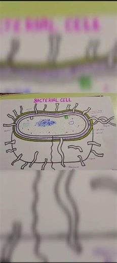 Bacterial cell diagram for class 11th, neet, bsc exams