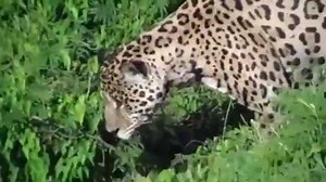 Tiger attacks crocodile! | NRT English