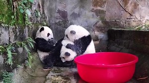 Panda washing service ! 🐼 | Pandas, a Light In My Heart